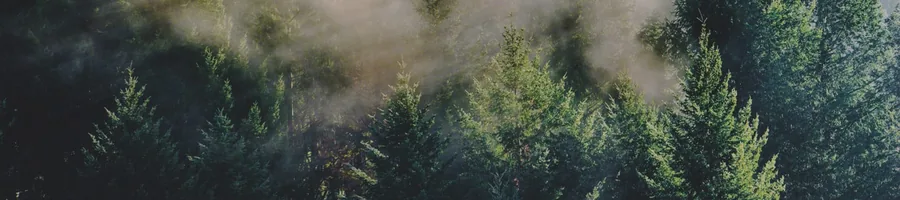 Nebliger Nadelwald im Schwarzwald, Bildmotiv von Annemarie Börlind
